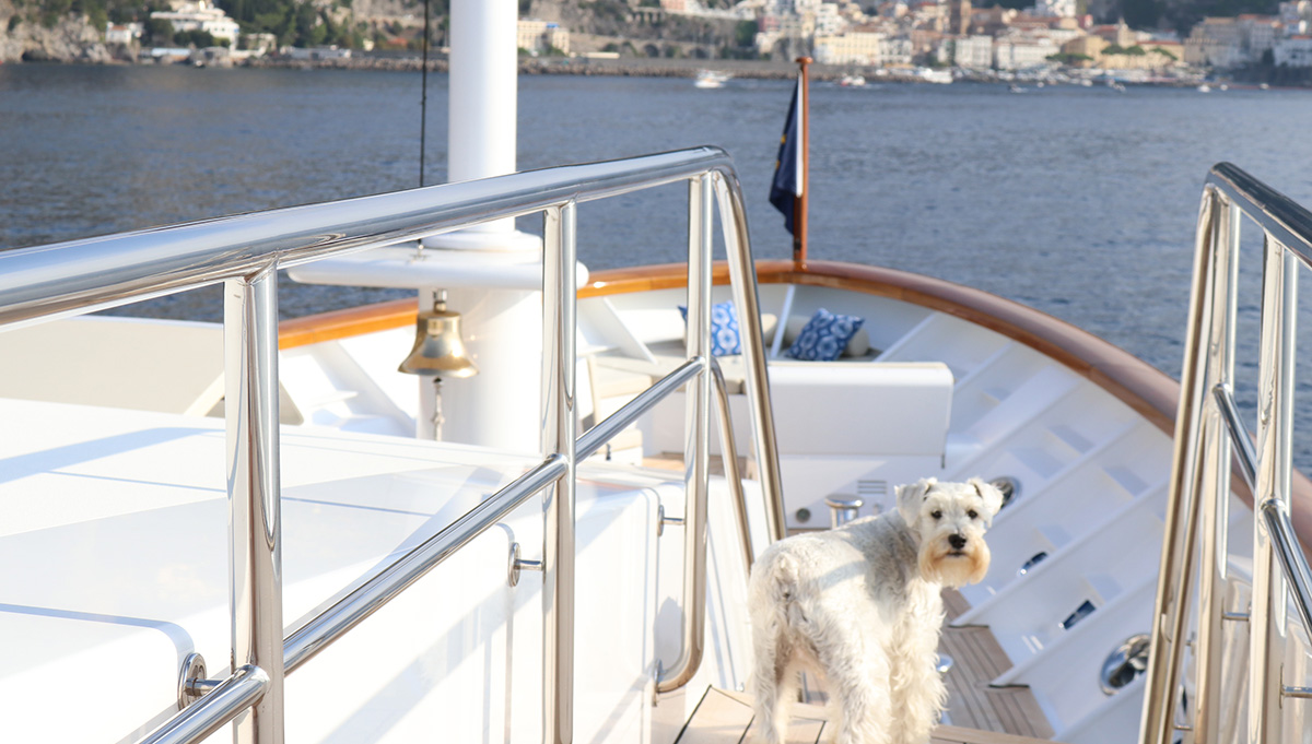 The rise of the canine superyacht guest